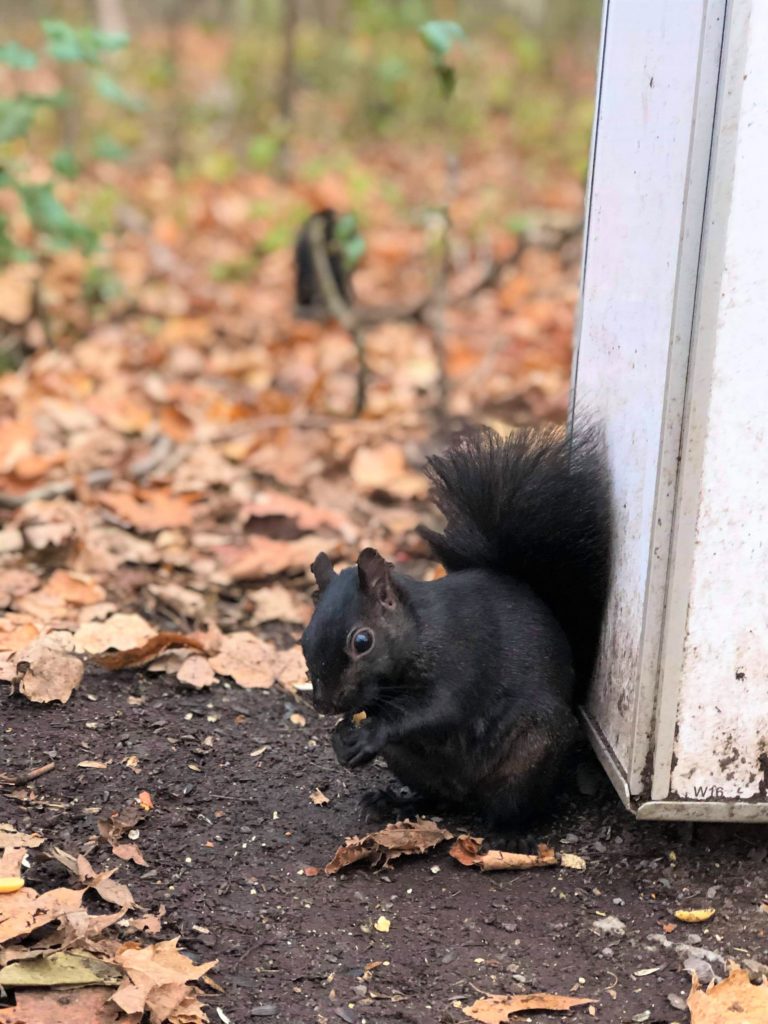 Squirrel fun facts canada