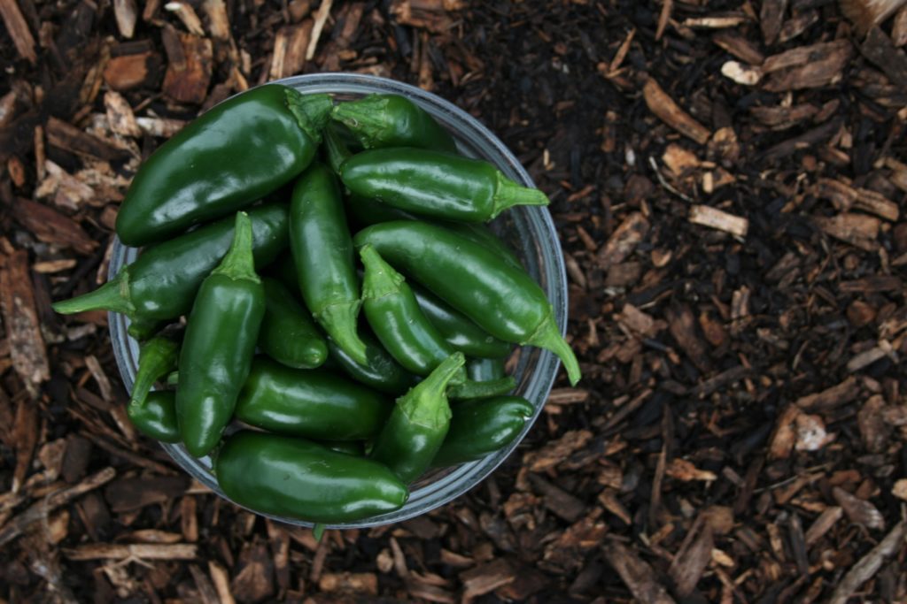 green chilies south indian sundal recipe