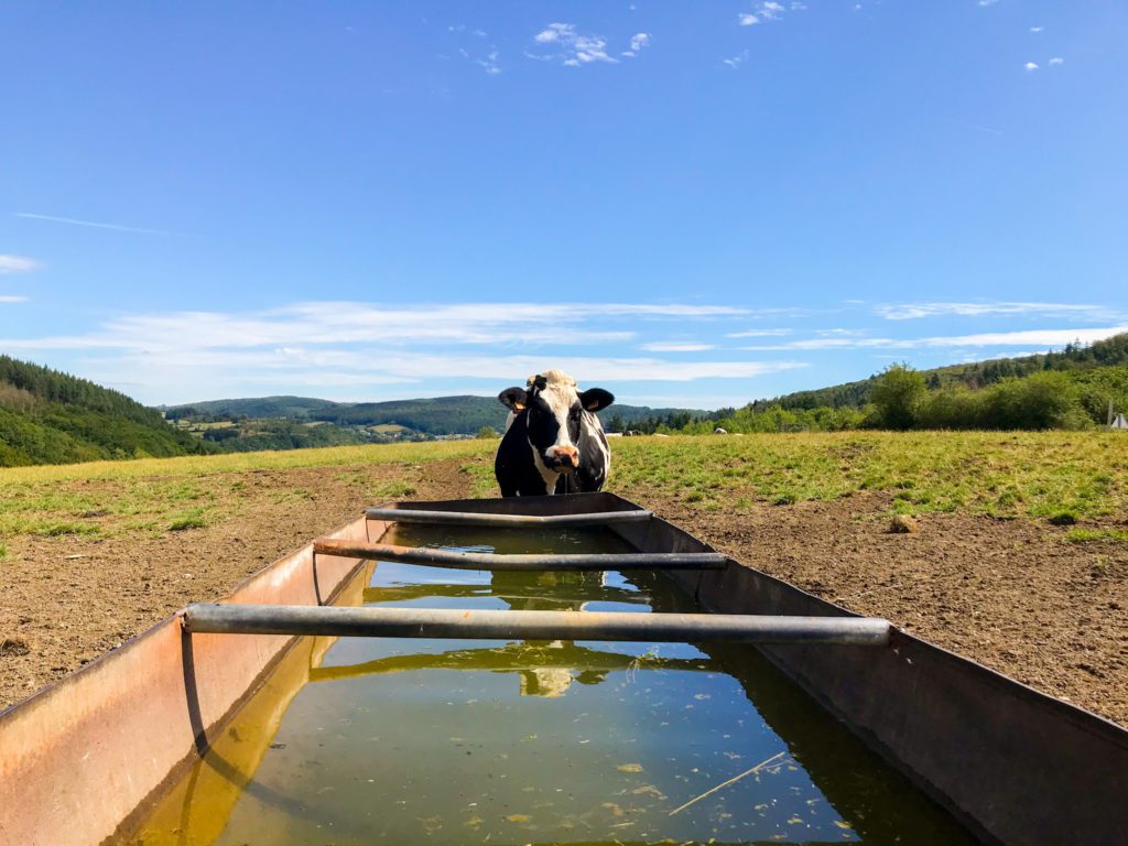 Go on a hike on your visit to Durbuy - cow standing on hill