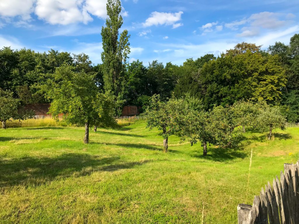 The ancient orchard on the Keizersberg