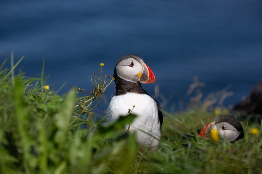 Iceland - best summer destinations in Europe