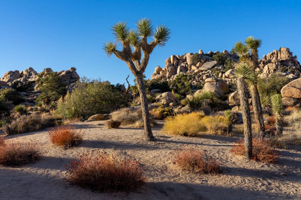 Joshua Tree National Park