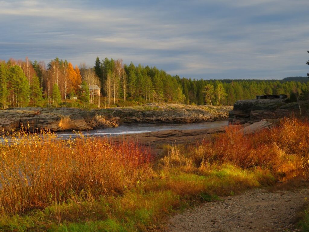 fall foliage in Swedish lapland