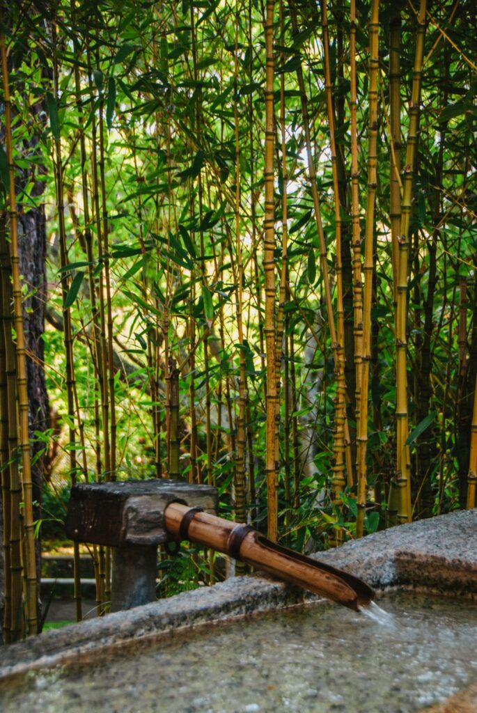 Bamboo in Japanese Tea Garden