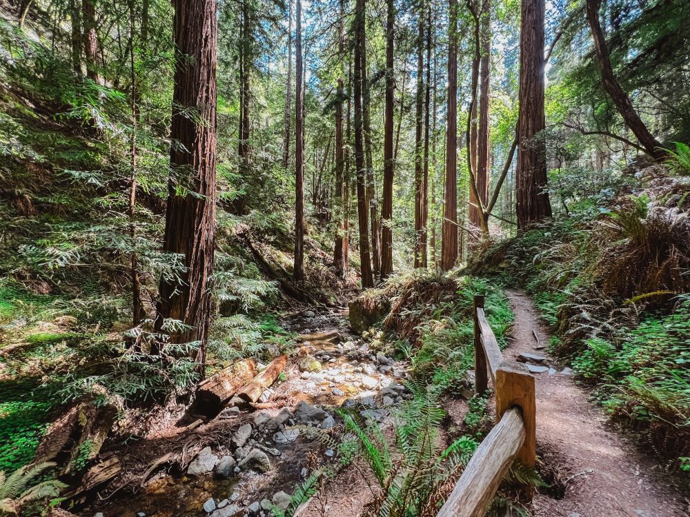 Muir Woods Forest