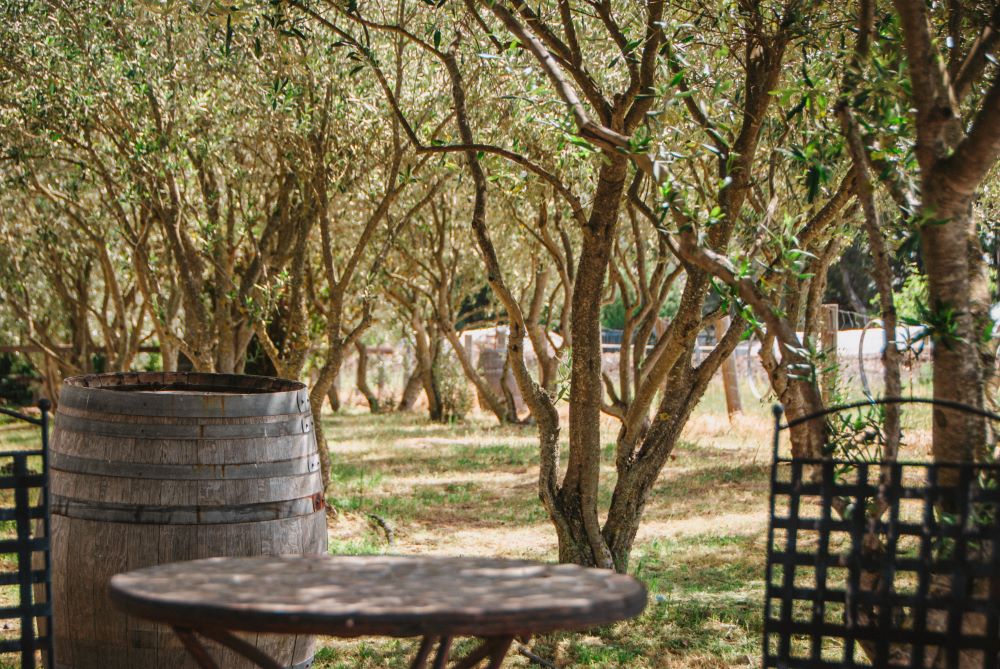olive trees at Peter Cellars