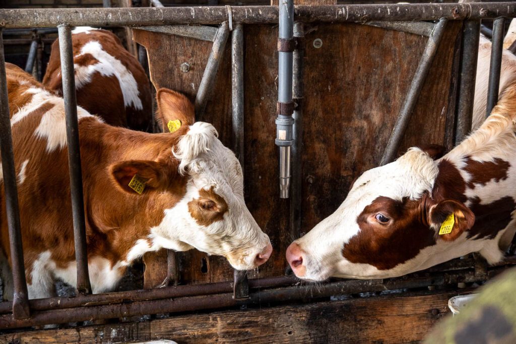 cows at Cheese Farm Hoogerwaard