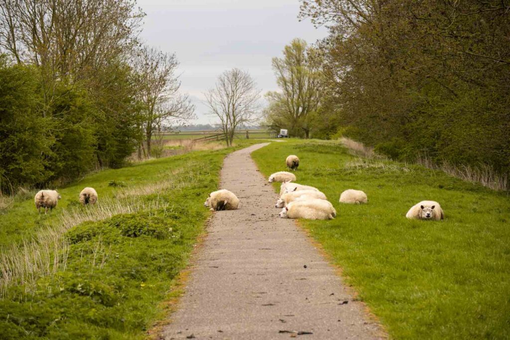 Het Ziltepad wandelen Friesland